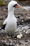 Nazca Boobie