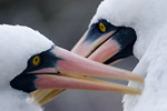 Nazca Boobies