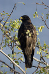 Galapagos Hawk