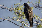 Galapagos Hawk