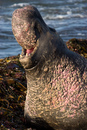 Elephant Seal