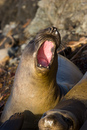Elephant Seals