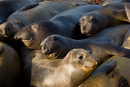 Elephant Seals