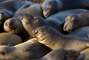 Elephant Seals