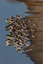 Black-necked Stilts
