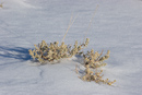 Snowy Plant