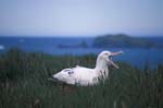 Wandering Albatross