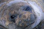 Molting Elephant Seal