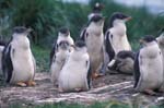 Gentoo Penguin Chicks