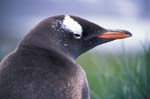 Gentoo Penguin