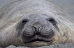 Elephant Seal