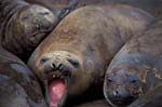 Molting Elephant Seals