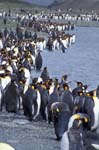 King Penguins