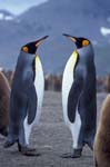 King Penguins