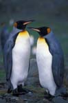 King Penguins