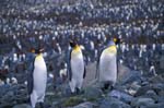 King Penguins