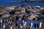 Elephant Seals and King Penguins