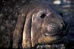 Elephant Seal