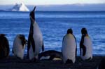 King Penguins