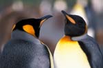 King Penguins