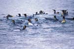 King Penguins Swimming