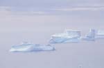 Icebergs in Gold Harbor