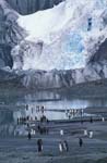 King Penguins and Glacier