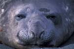 Elephant Seal