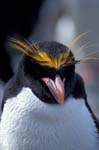 Macaroni Penguin