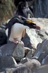 Macaroni Penguin