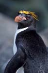 Macaroni Penguin