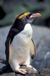 Macaroni Penguin