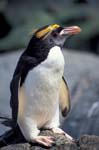 Macaroni Penguin