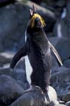 Macaroni Penguin