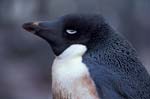 Adelie Penguin