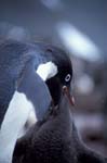 Adelie Penguin Feeding Chick