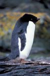 Adelie Penguin