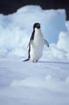 Adelie Penguin on Ice