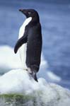 Adelie Penguin