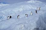 Adelie Penguins on Ice