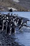 Adelie Penguins Entering Ocean