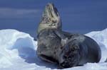 Leopard Seal