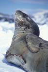 Leopard Seal