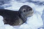 Leopard Seal