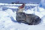 Leopard Seal