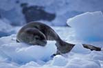 Leopard Seal