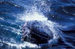 Humpback Whale