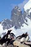 Gentoo Penguins