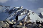 Gentoo Penguins