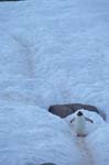 Gentoo Penguin